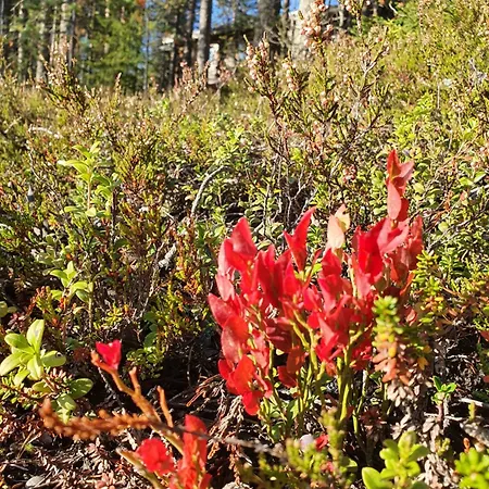 Park Base Camp Lejlighed Ruka